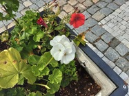 Samsung Galaxy Tab A 10.1 (2019)