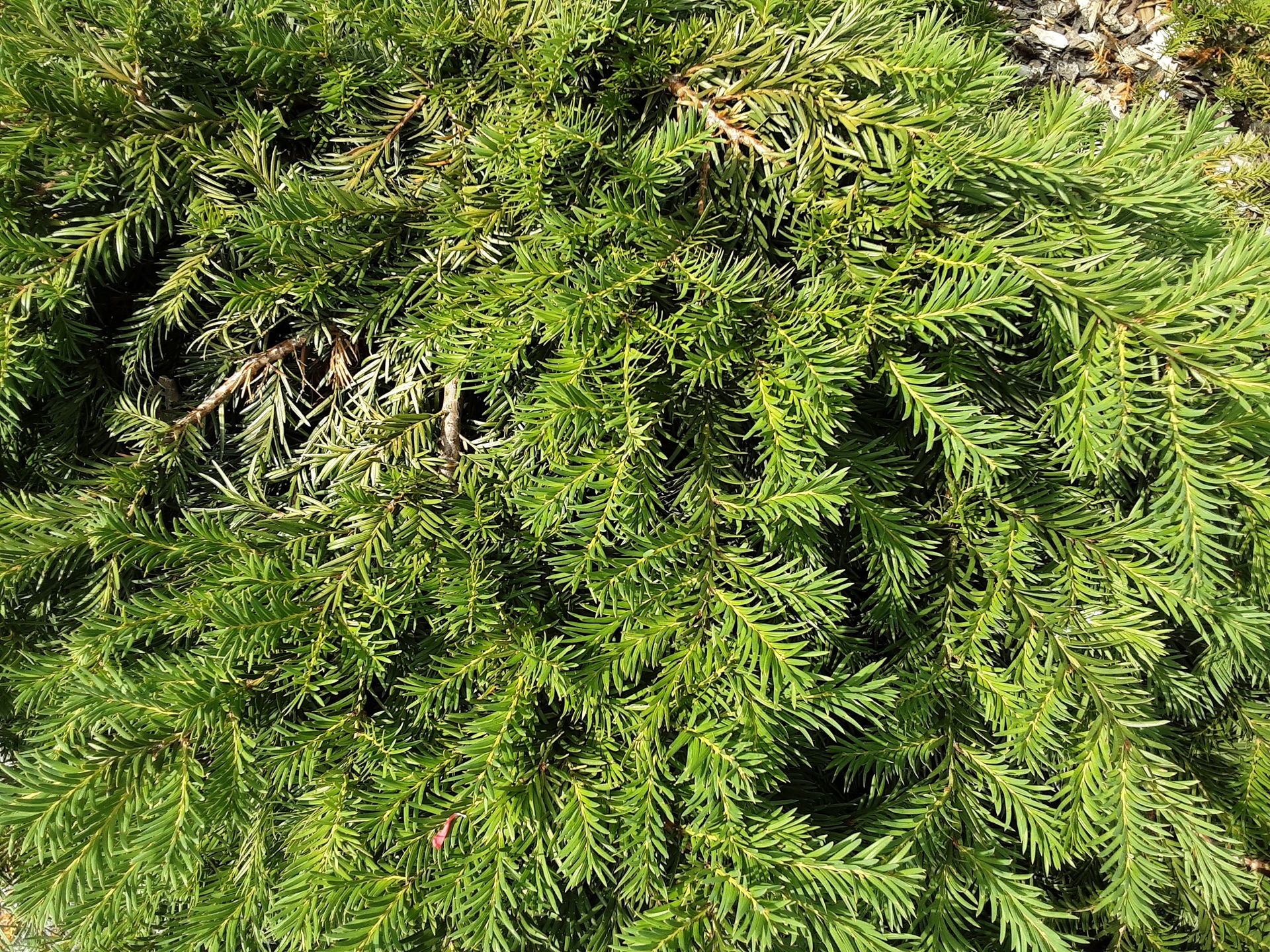 Samsung Galaxy Tab A 10.1 (2019)