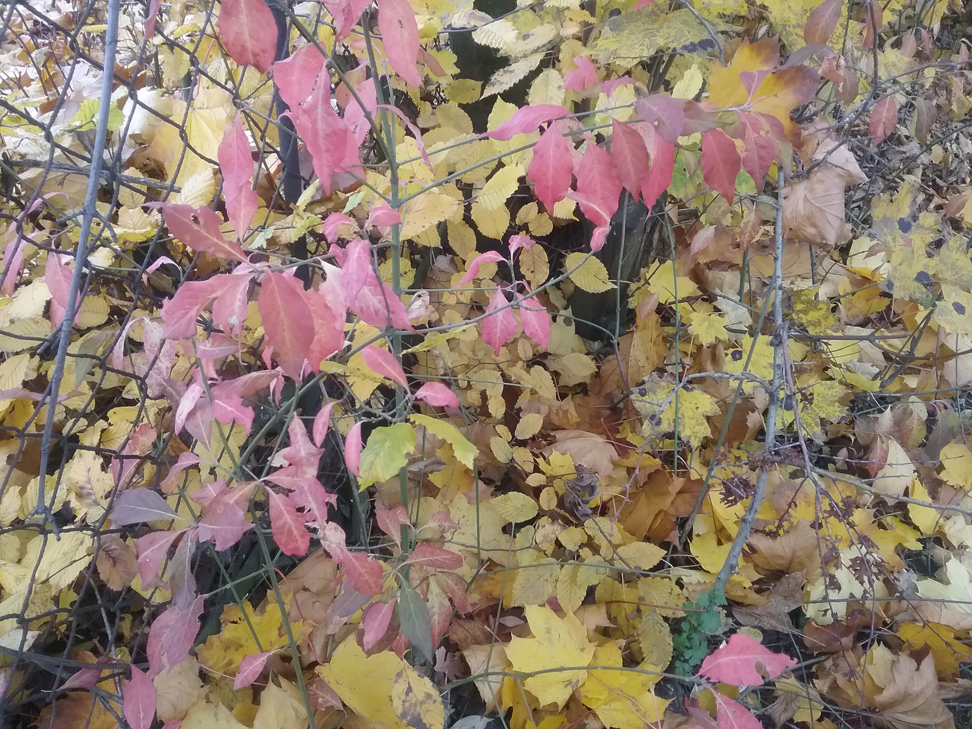 Samsung Galaxy Tab A 9.7