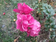 Samsung Galaxy Tab A 9.7