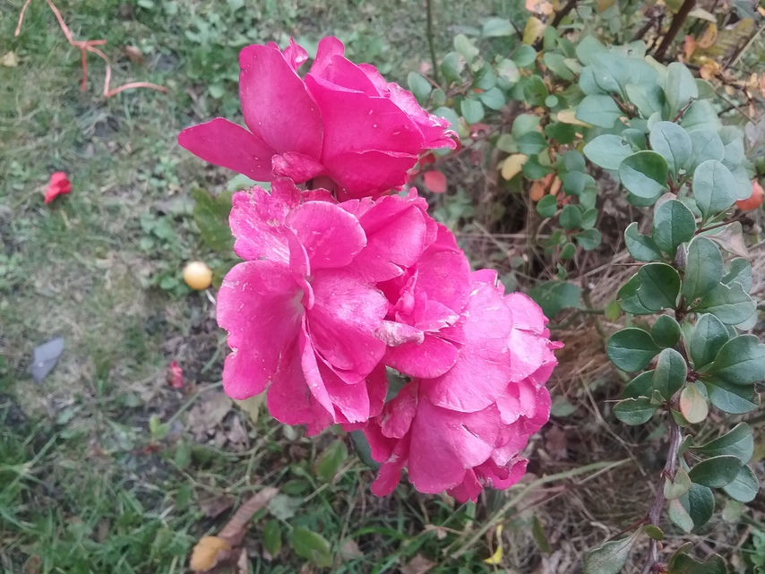 Samsung Galaxy Tab A 9.7