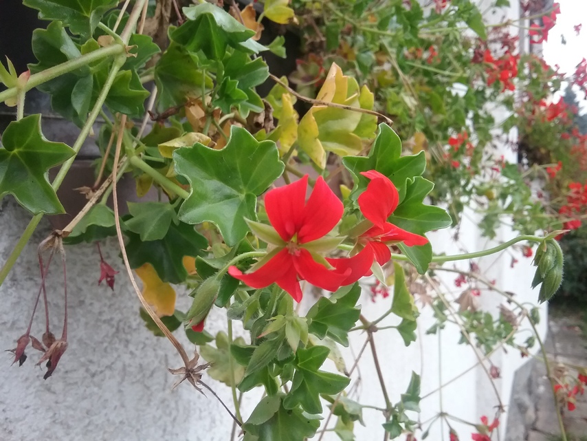 Samsung Galaxy Tab A 9.7