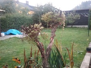 Samsung Galaxy Tab A 9.7