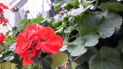 Samsung Galaxy Tab S 8.4