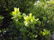 Samsung Galaxy Tab S3