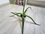 Samsung Galaxy Tab S8+