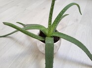 Samsung Galaxy Tab S8+