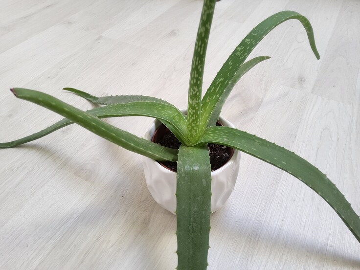 Samsung Galaxy Tab S8+