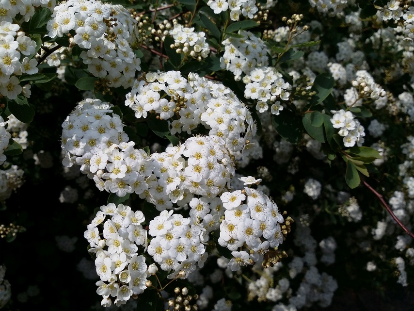 Samsung Galaxy TabPRO 8.4