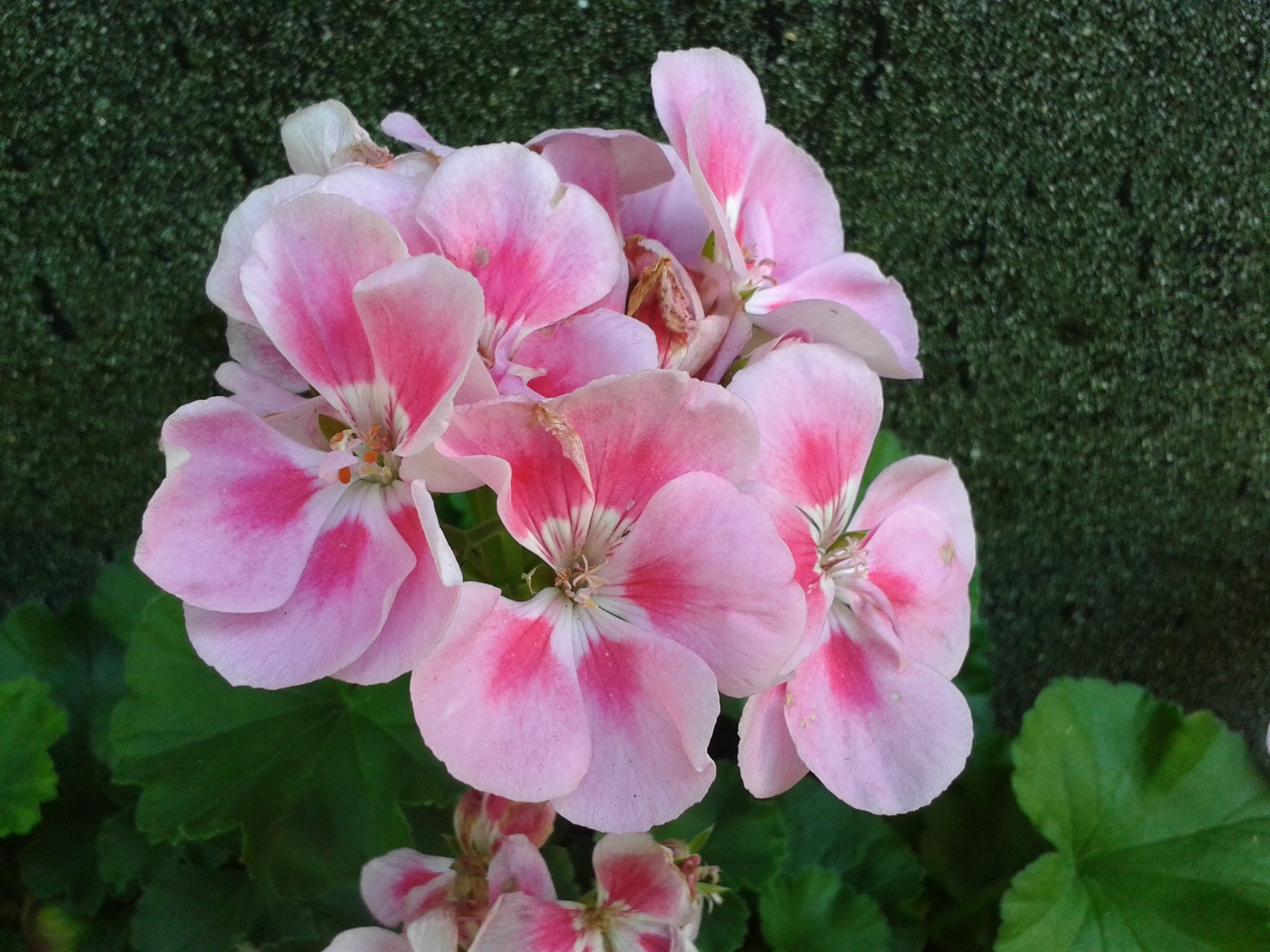 Samsung Galaxy Trend