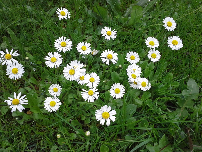 Samsung Galaxy Xcover 2