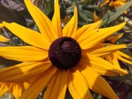 Samsung Galaxy Xcover 3