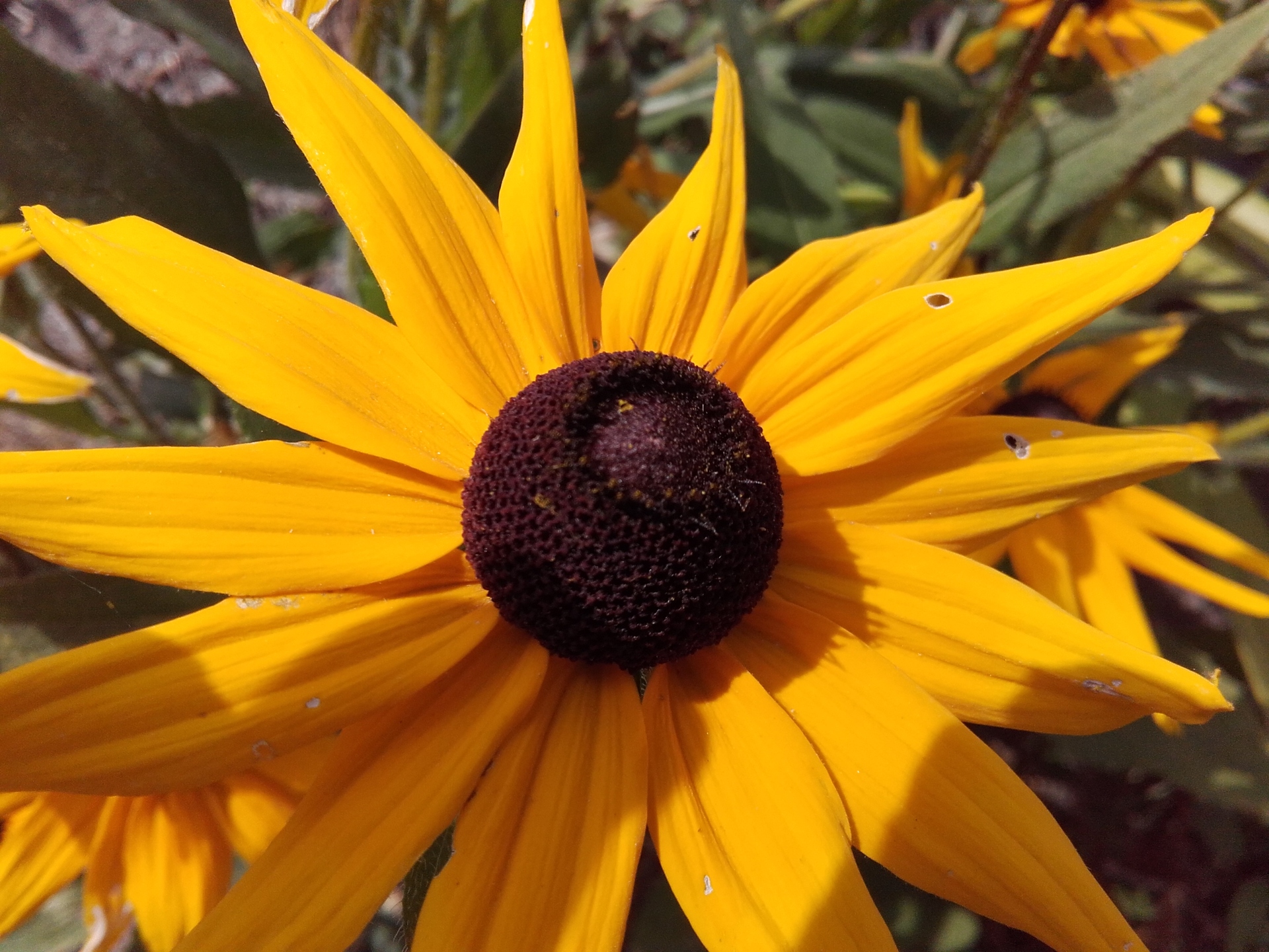 Samsung Galaxy Xcover 3