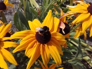 Samsung Galaxy Xcover 3