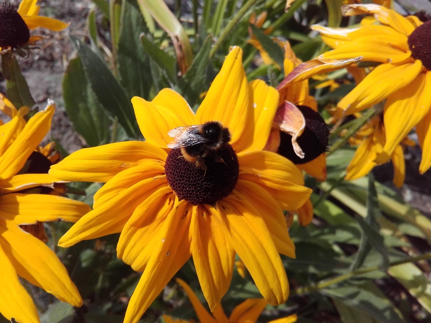 Samsung Galaxy Xcover 3