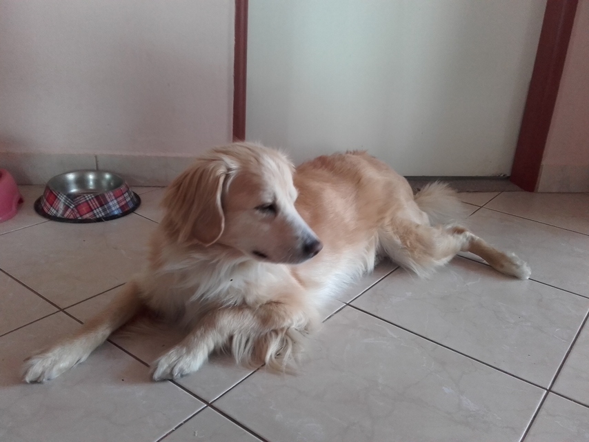 Samsung Galaxy Xcover 3