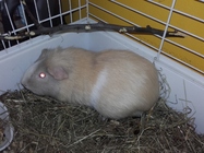 Samsung Galaxy Xcover 3