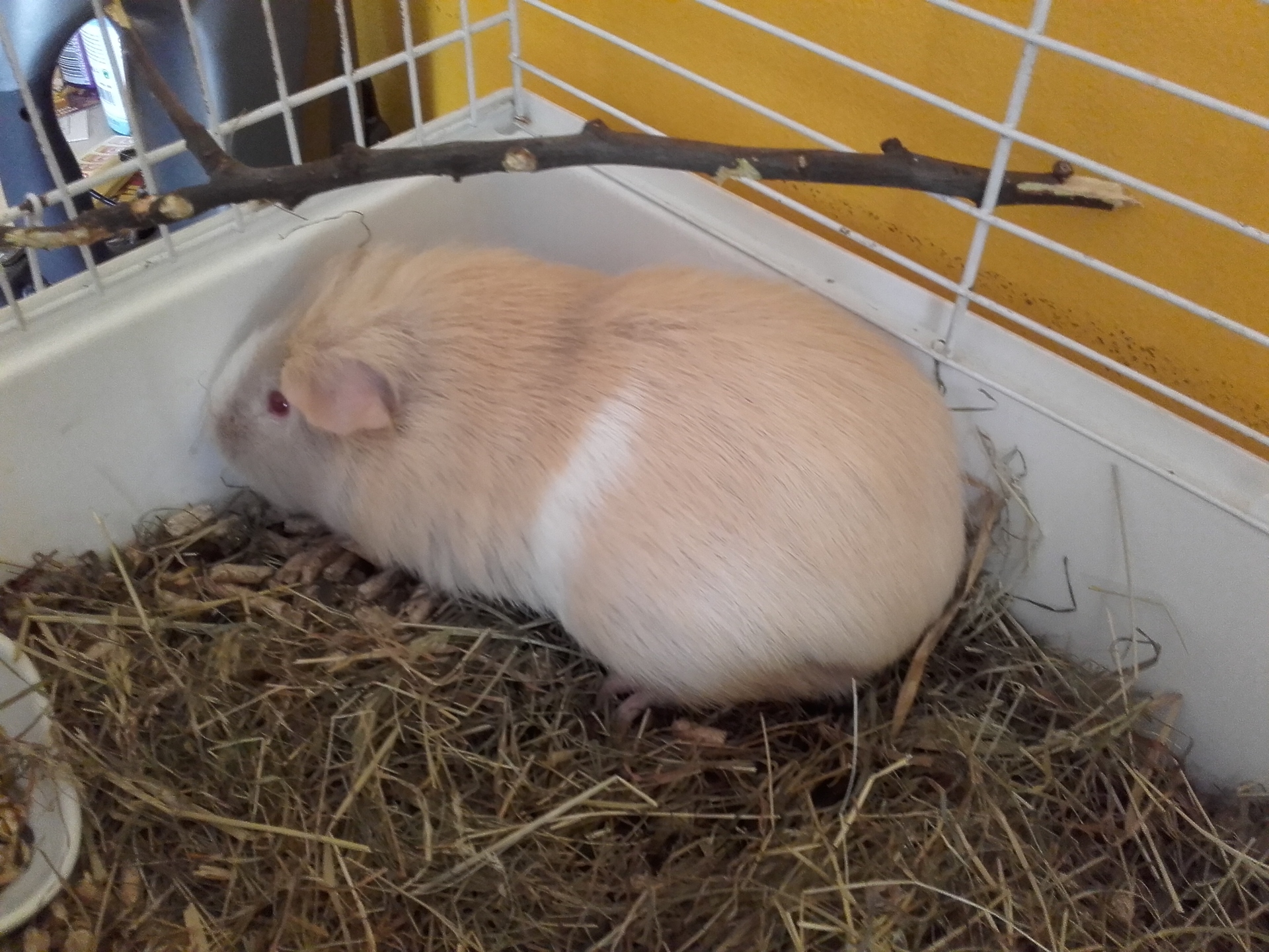 Samsung Galaxy Xcover 3