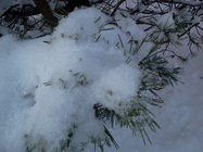 Samsung Galaxy Y Pro