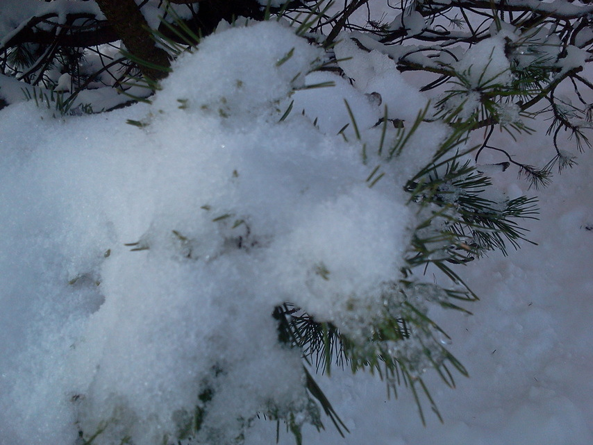 Samsung Galaxy Y Pro