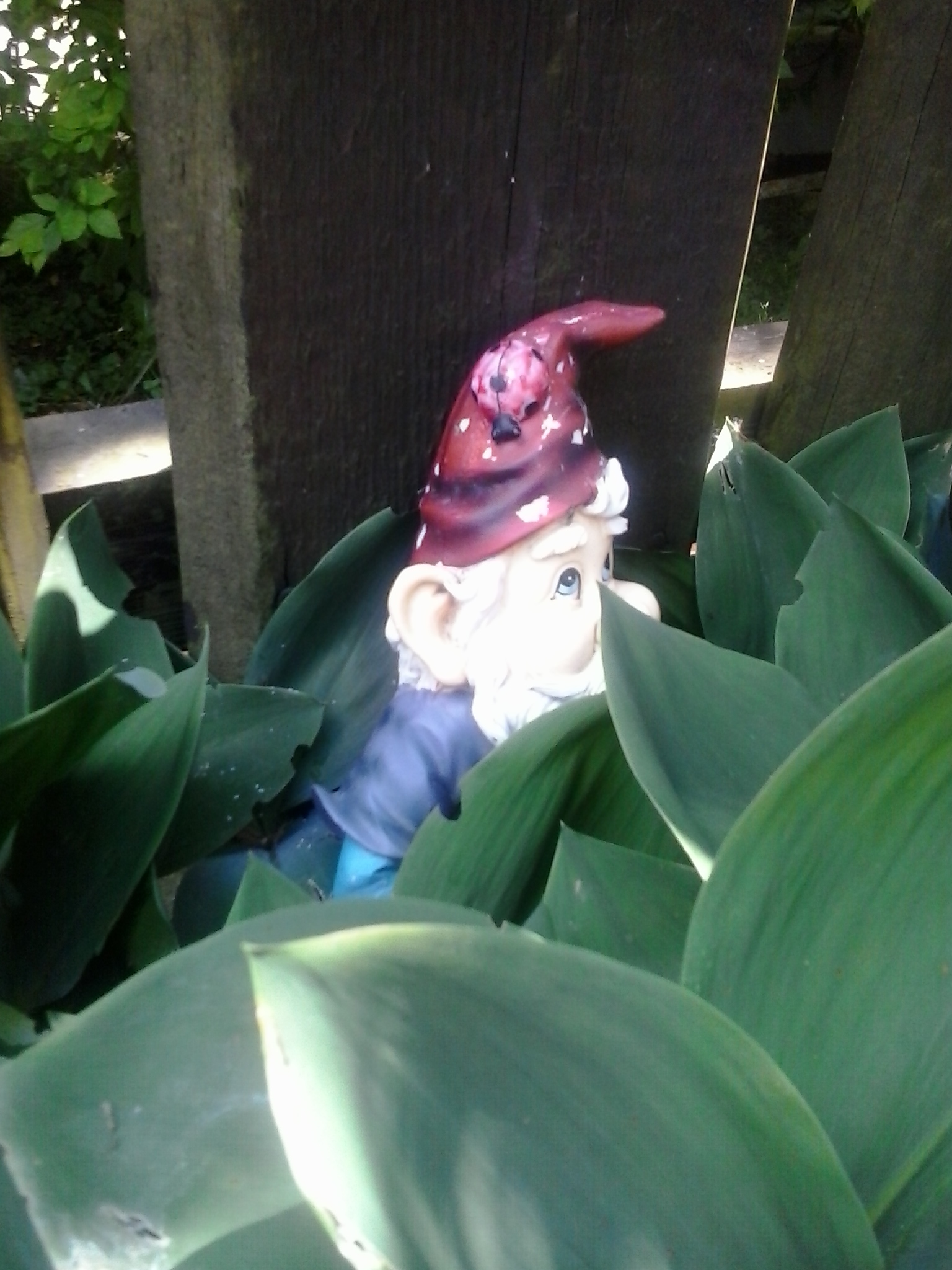 Samsung Galaxy Young