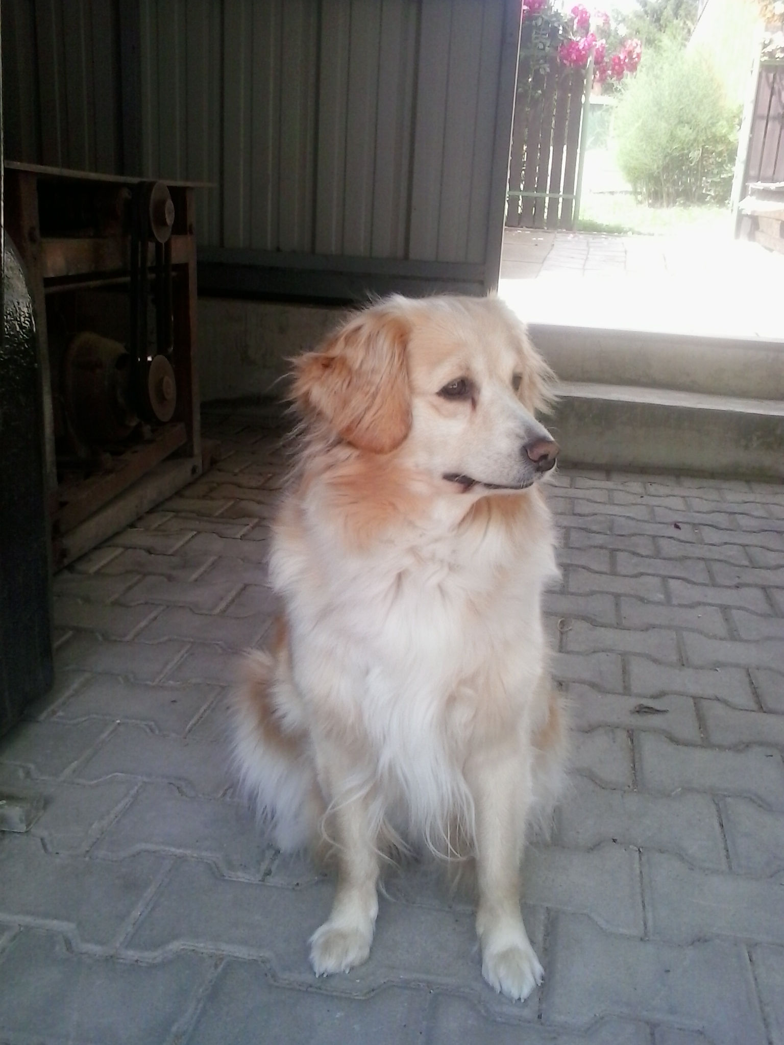 Samsung Galaxy Young