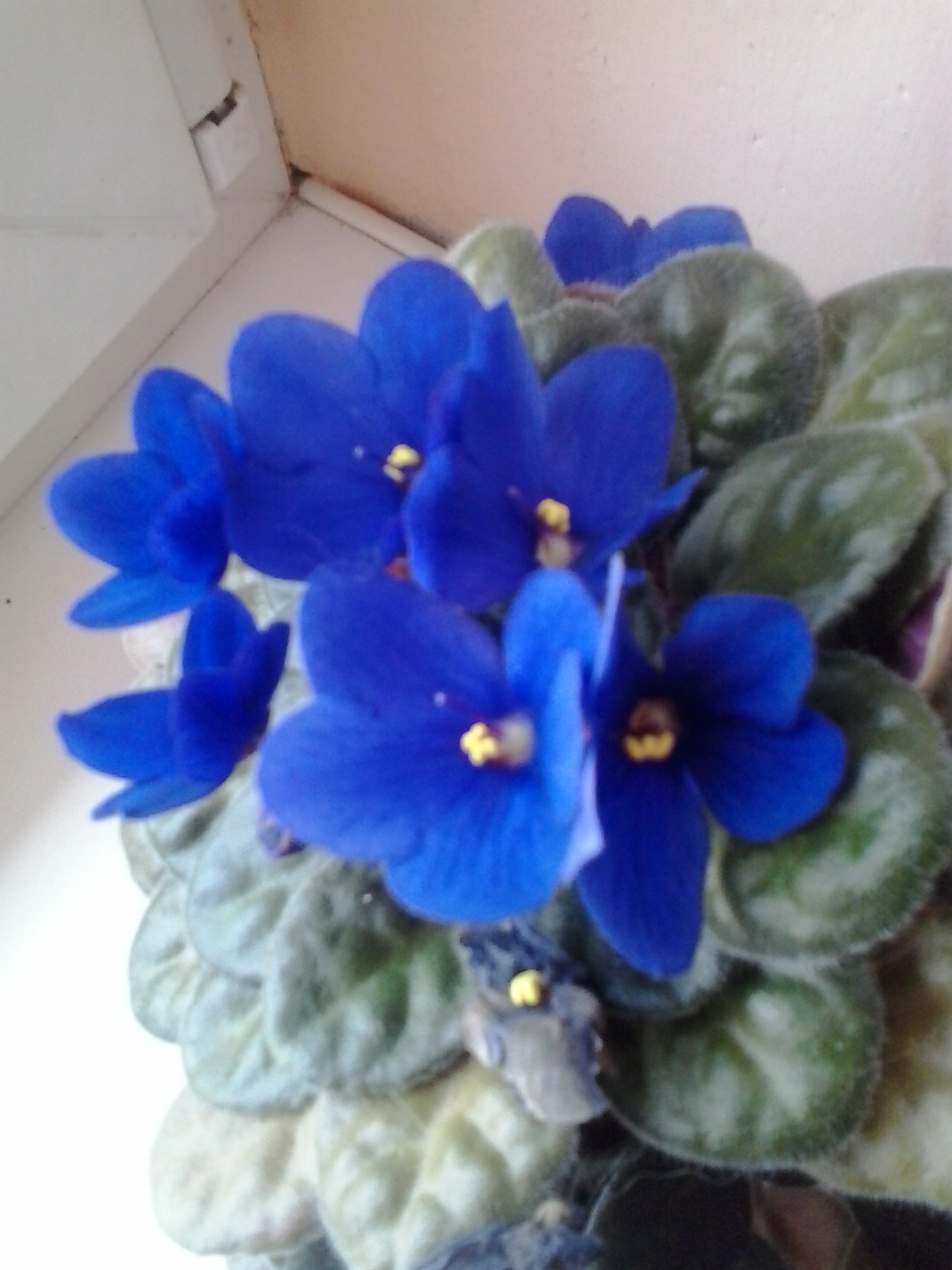 Samsung Galaxy Young