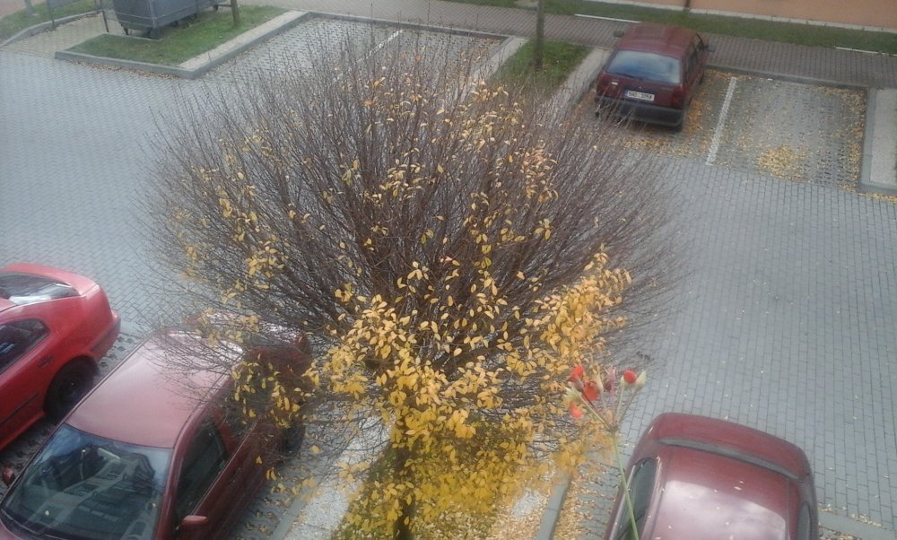 Samsung Galaxy Young 2