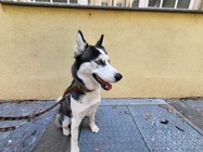 Samsung Galaxy Z Flip3