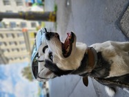 Samsung Galaxy Z Flip3