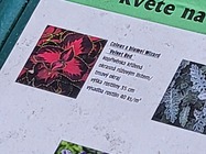 Samsung Galaxy Z Flip3