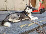 Samsung Galaxy Z Flip3