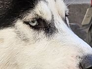 Samsung Galaxy Z Flip3