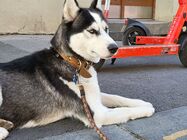 Samsung Galaxy Z Flip3