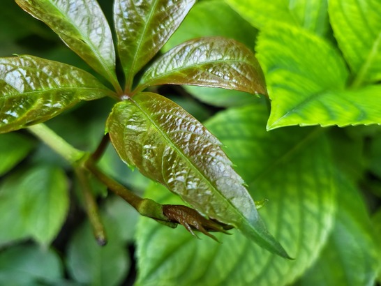 Samsung Galaxy Z Flip3