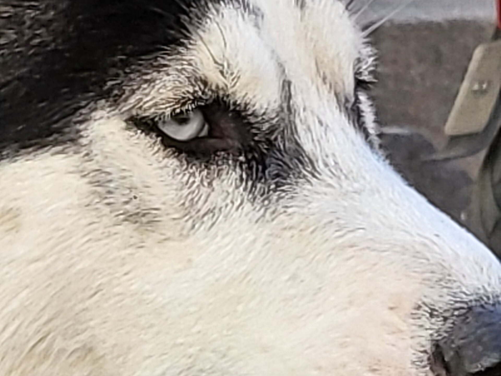 Samsung Galaxy Z Flip3