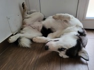 Samsung Galaxy Z Flip3