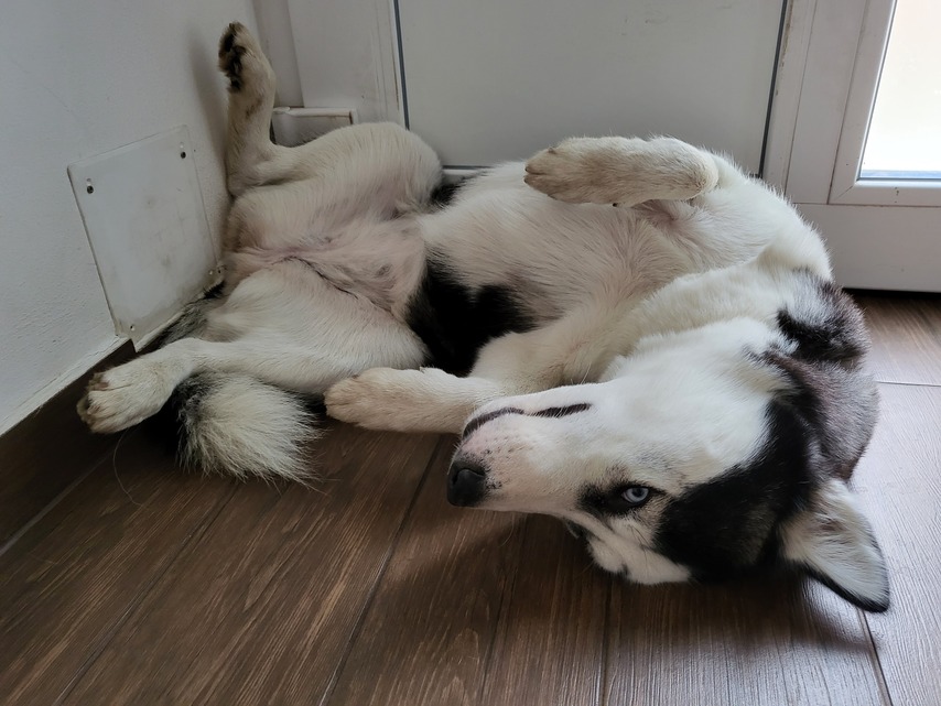 Samsung Galaxy Z Flip3