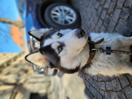 Samsung Galaxy Z Flip3