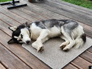 Samsung Galaxy Z Flip4