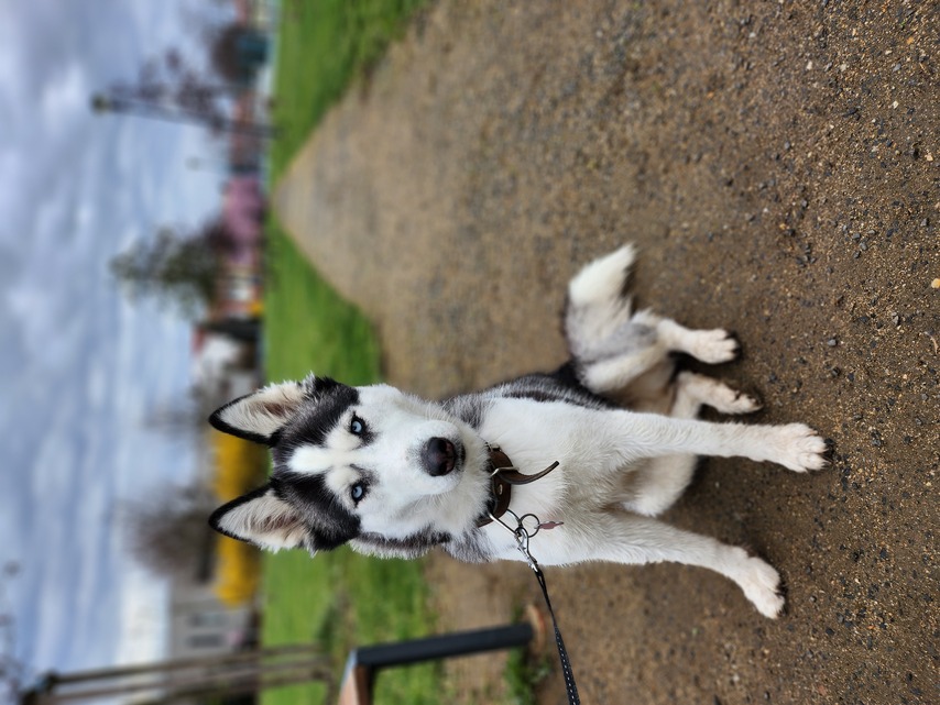 Samsung Galaxy Z Flip4