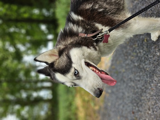 Samsung Galaxy Z Flip5