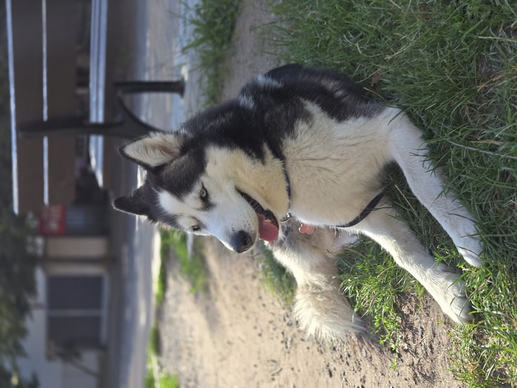 Samsung Galaxy Z Flip6