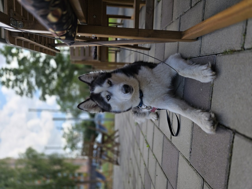 Samsung Galaxy Z Flip6