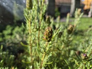 Samsung Galaxy Z Flip7