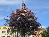 Samsung Galaxy Z Flip7