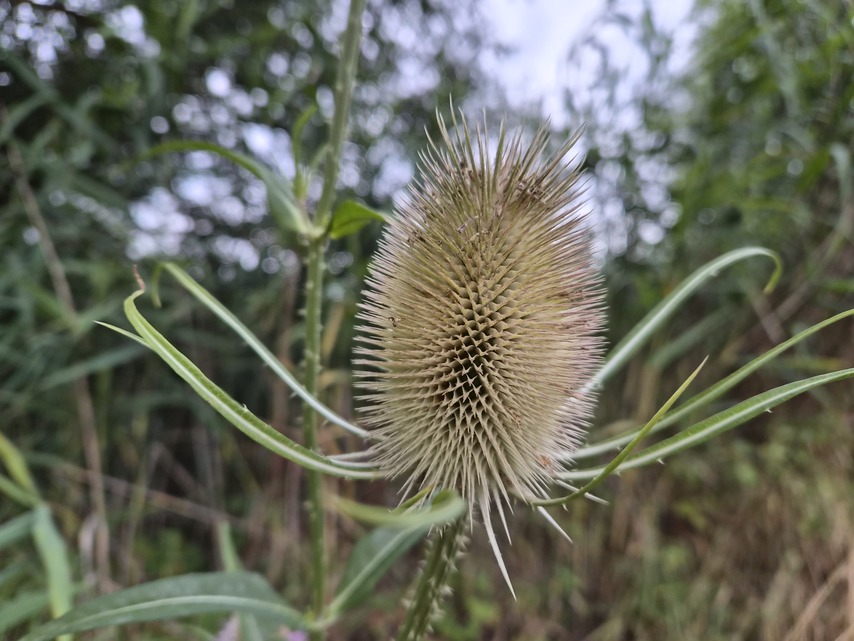 Samsung Galaxy Z Flip7