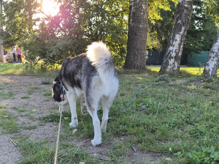 Samsung Galaxy Z Flip7