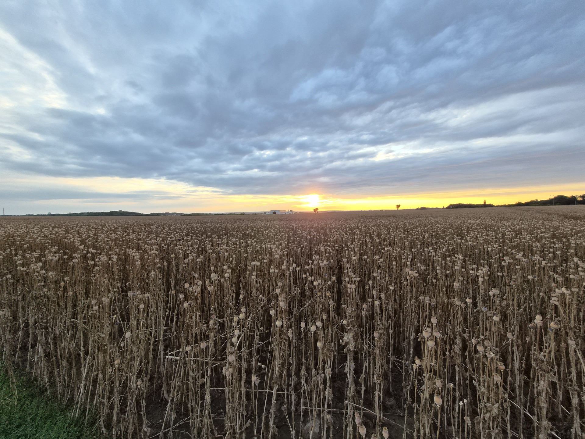 Samsung Galaxy Z Flip7