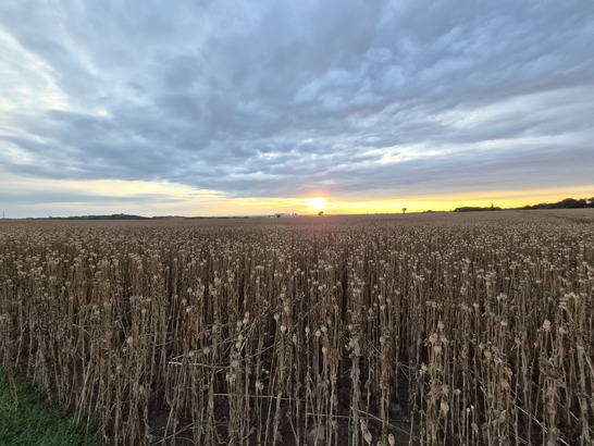 Samsung Galaxy Z Flip7